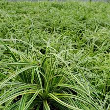 Image result for Carex mannii