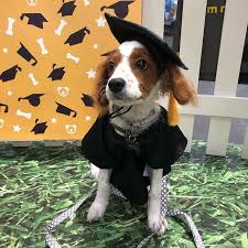 They adapt to almost any climate and are comfortable in an apartment as well as the country. Pet Culture In Australia 2021 Petbarn Articles