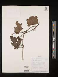 Image result for Lagenaria abyssinica