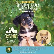 Waggin tails animal rescue, geelong, victoria. Waggin Wednesday Adoption Special Animal Defense League Of Texas San Antonio Animal Defense League Of Texas San Antonio