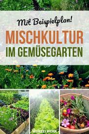 28 Gemusearten Und Ihre Wirksamsten Mischkultur Partner Beispielplan Wurzelwerk Mischkultur Pflanzen Garten Anpflanzen