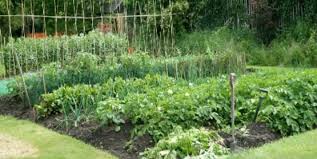 Home vegetable garden is a great option for people to have. Cornell Cooperative Extension Presentation Vegetable Gardening 101