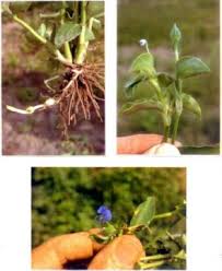 Image result for Commelina benghalensis