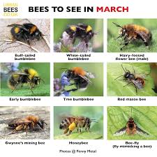 We did not find results for: An Easy Month By Month Guide To Help You Spot Bees Urban Bees Blog