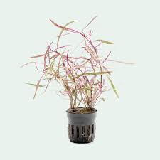 Image result for Hygrophila cataractae