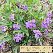Image result for Launaea violacea