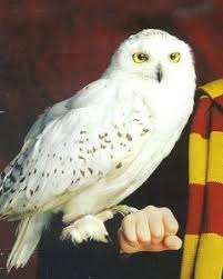 Hedwig From Harry Potter Bing Images Harry Potter Tattoos Hedwig Harry Potter Harry Potter Bildschirmhintergrund