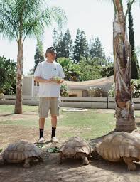 How Sulcata Tortoises Became America S Most Adorable Mistake