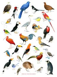 Birds Of The Bahamas Field Guide Bird Chart Print By Christine Berrie Magma Bird Drawings Beautiful Birds Bird Art