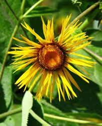 Image result for Inula mannii
