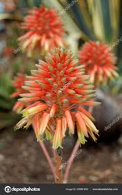 Image result for Asphodelaceae