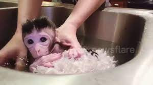 A baby chimp bathing in a sink. Adorable Tiny Monkey Takes His First Bath In South Carolina Sink Youtube