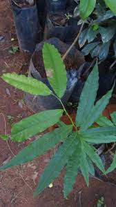 Image result for Huberantha