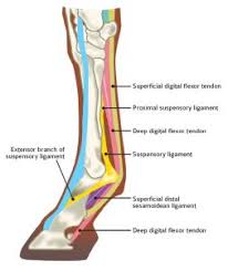Right posterior ligament of head of fibula. Horse Tendon Ligament Injuries And 7 Ways To Treat Them