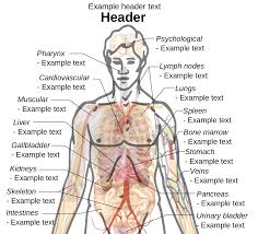 Chest bone rib cage landmark diagram. File Adult Male Diagram Template Drawing Svg Wikimedia Commons