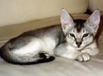 Abyssinian Cat Breed Profile | Petfinder