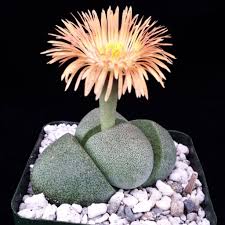 One good place to use cacti is in a gravelly rock garden, especially one built on a slope. Pleiospilos Nelii Mesembs Split Rock Rock Plants Plants Stone Plant