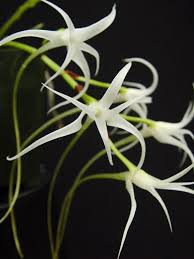 Image result for Cyrtorchis glaucifolia