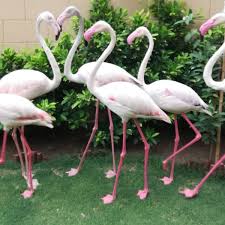 Four flamingo species are distributed throughout the americas, including the caribbean, and two species are native to africa, asia, and europe. Buy Greater Pink Flamingo For Sale In Pakistan Taj Birds
