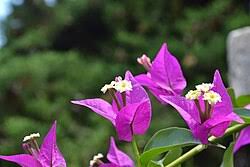 Image result for Nyctaginaceae