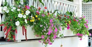 Flowers for a full sun deck or window box. Flowering Window Box Ideas That Work For Sunny Gardens