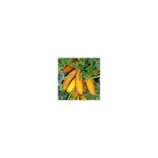 Radość zakupów i 100% bezpieczeństwa dla każdej transakcji. Courgette Atena Polka F1 Kings Seeds Horticentre Your Family Run Garden Centre In Wakefield And Huddersfield