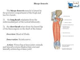 More images for posterior thigh muscles » The Thigh Muscles Lecture Ppt Download