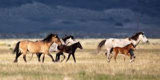 Lawmaker Wants Wild Horses Put Under States Jurisdiction The Horse
