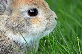 Competitively priced pet medication, pet food, pet supplies and more. 7 Types Of Rabbit Eye Colors And Their Rarity With Pictures Pet Keen