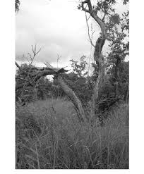 Image result for Crossopteryx