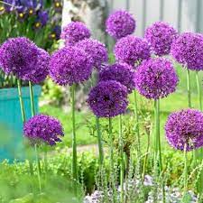 May 03, 2021 · it can compete with other nearby plants and obtain light, soil minerals, and moisture. Purple Sensation Allium Bulb Flowers Allium Flowers Garden Bulbs