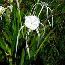 Over 7000 species amongst 700,000+ plants to choose fr Spider Lily Hymenocallis Littoralis Set Of 10x Large Bulbs Amaryllis Relative Lirio Orchid Plant Shopee Philippines