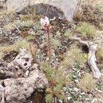 Image result for Hebenstretia angolensis