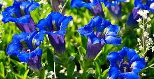 We did not find results for: Types Of Blue Flowers To Give Stunning Look To Your Garden With Pictures Nestia