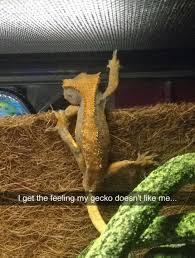 This Sassy Gecko Funny Lizards Cute Lizard Funny Animals
