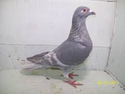 Homers Homing Pigeons Riverside Ca Colored Racers Flyers Almonds Racing Homers Opal Racing Homers Andalusion Homing Pigeons Pigeon Racing Pigeons