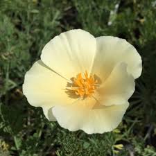 Image result for Eschscholzia