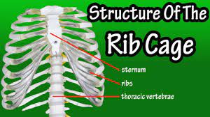 What are the flavors in the straight to… how many ipas do we have on tap? Structure Of The Rib Cage How Many Ribs In Human Body What Is The Sternum Youtube