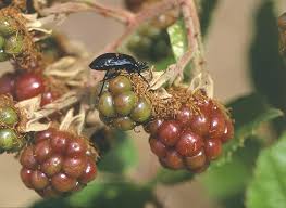 Image result for Rubus kirungensis