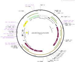 You can watch online this channel on all platforms. Addgene Pcag Ert2 Phocl Cre Phocl Ert2