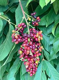 Image result for Lepisanthes