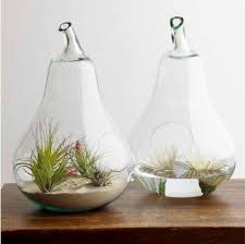 Plant Terrarium And Enclosed Wardian Case Terrarium Modern Terrarium Air Plant Terrarium Glass Terrarium
