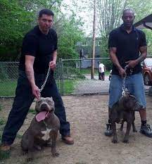 Judge and miley combine some of the best xxl pitbulls and xl. Blue Supremacy Pits American Xl Pitbull Terrier Breeding Razorsedge Gotti And Butthead Xl Blue Amer American Pitbull Terrier Pitbull Terrier Xl Pitbull