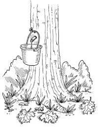 Tree Activities For Kids Maple Sugaring Activities Maple Syrup Sugaring Sugar Maple
