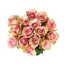 She found the way they adapted to what i remember about the journey itself, however, is how lovely it was to travel through france and. Value Speciality Roses 15 Stems Woolworths Co Za