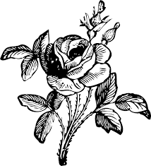 Cherry blossom drawing , bunga sakura, white and black flower art png clipart. Rose Black And White Floral Free Vector Graphic On Pixabay