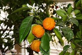 Image result for Citrus × aurantium