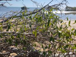 Image result for Secamone delagoensis