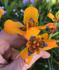 Image result for Moraea