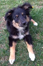 Black And Tan Australian Shepherd English Shepherd Pin By Hannah On I Want A Puppy English Shepherd Australian Shepherd Puppy Photos